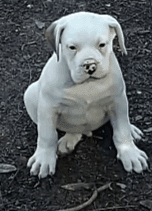 White English bulldog puppies