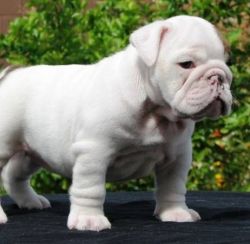 Bulldog pups (minis as well) french - pitt- english