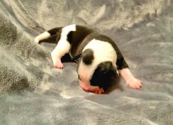 Female ready 2/26/23. Black and white pied (NKC registered)