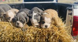 English Bulldog for sale in Monett Missouri akc registration and pm