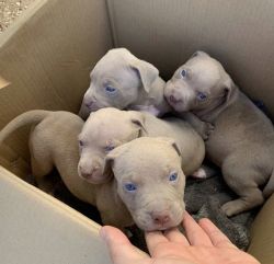 Blue Eyed Pitbull pups