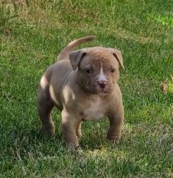 Male ready 2/26/23. Chocolate Tank (NKC registered)