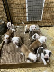 Adorable full blooded American Bulldog puppies