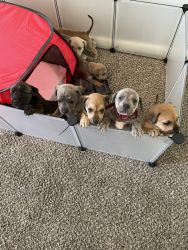 Bulldog Puppies for sale