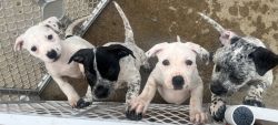 American Bulldog/German Shorthaired Pointer Puppies