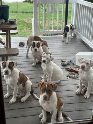 American Bulldog puppies looking for forever homes in South Jersey