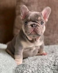 French bulldog's ready for rehome