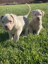American bulldog Puppies for adoption