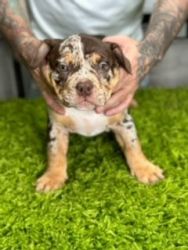 American Bulldog pups for sale