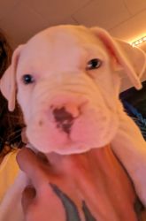 Valley bulldog Red nose bully mix puppies