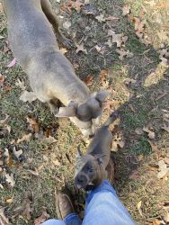 Pit bull puppies fire sale