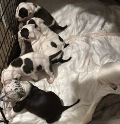 5 seven week old American bulldog puppies