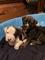 Pit mix puppies for sell