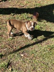 American Bully Puppy 15 weeks old