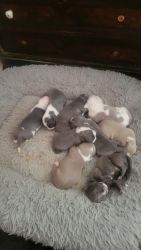 American bully pit puppies