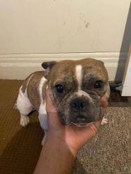 Bullie and terrier mix