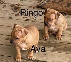 American bully 3/4 and boxer mix 1/4 puppies