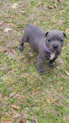 American Bully puppies