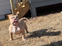 Beautiful American Bully for sale
