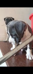 Top quality American bully stud Puppy for sweet home
