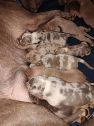 ABKC American Bully puppies