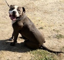 2 year old American bully