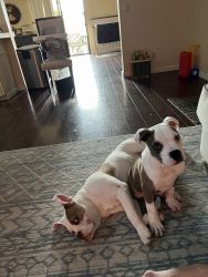 2 puppies need home asap