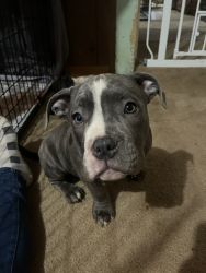 Brahma Bully Pups Looking for Loving Homes