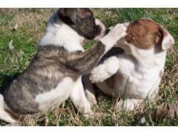 Active American Bulldog Puppies For sale