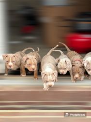 6 weeks old American Bully Puppies