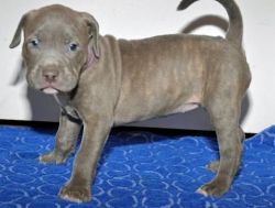 American Bully puppies for a new home .
