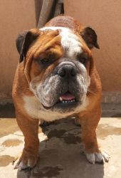 ADULT SHOW QUALITY, BULL DOG MALE FOR SALE