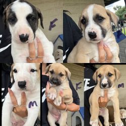 5 puppies for sale