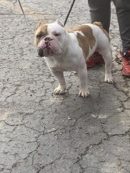1yr old exotic bully male