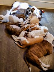 Bully & Pit Rescued Puppies need Rehomed