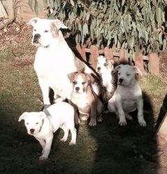 Stunning Quality French Bulldog puppies IN DELHI