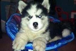 AKC male and female Siberian husky puppies