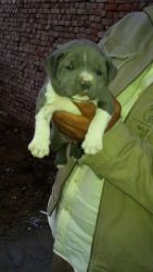 American bully pocket size pup