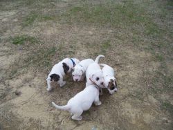my pups pups for sale