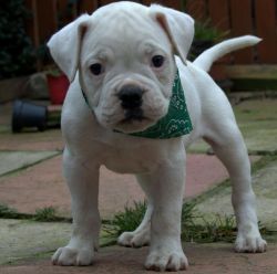 Bully Type Pedigree American Bulldog Pup For Sale