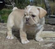 bull dogs puppies for sell