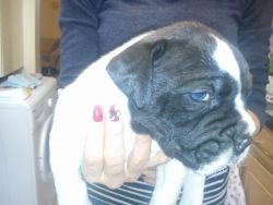 available a beautiful American Bulldogs puppies
