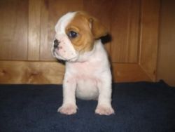 Addition English Bulldog Puppies For Sale