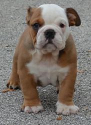 Adorable Wrinkled English Bulldog for Adoption