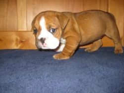 AKC English bulldog baby on adoption