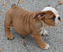 Affectionate English Bulldog Puppy For Rehoming
