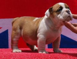 Raised English Bulldog Puppies for adoption