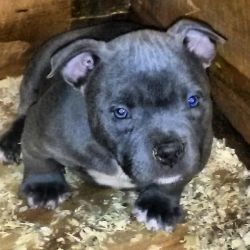 Male and female American Bully puppies