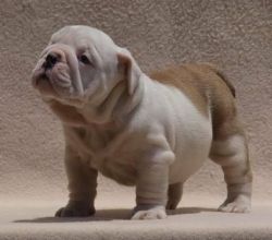 AKC English Bulldog pups for sale