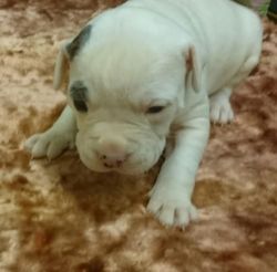 3 Blue Eyed American Bull Puppies Ak Registered